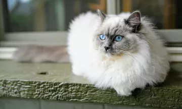 A Ragdoll Cat
