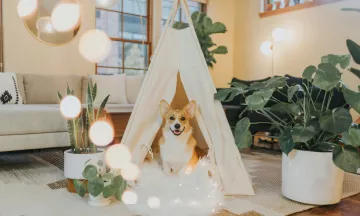 A Corgi in a Yurt