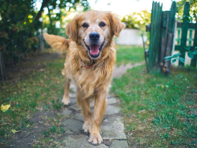 Golden Retriever terug na vermissing