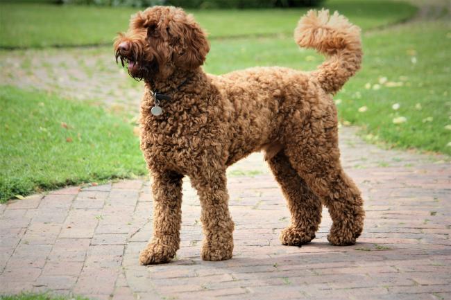 Red Labradoodle