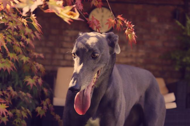Greyhound panting