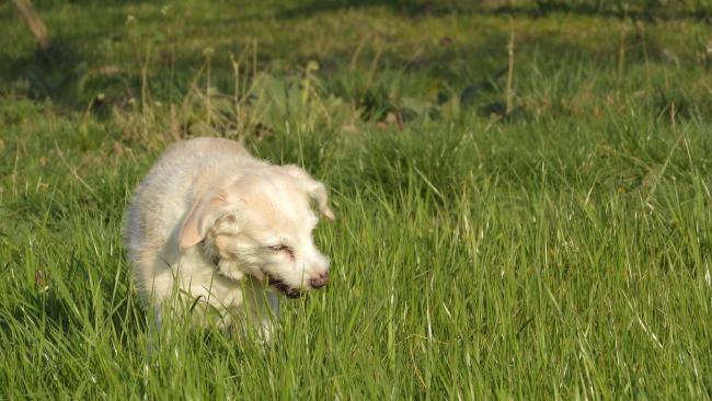Dog eating grass