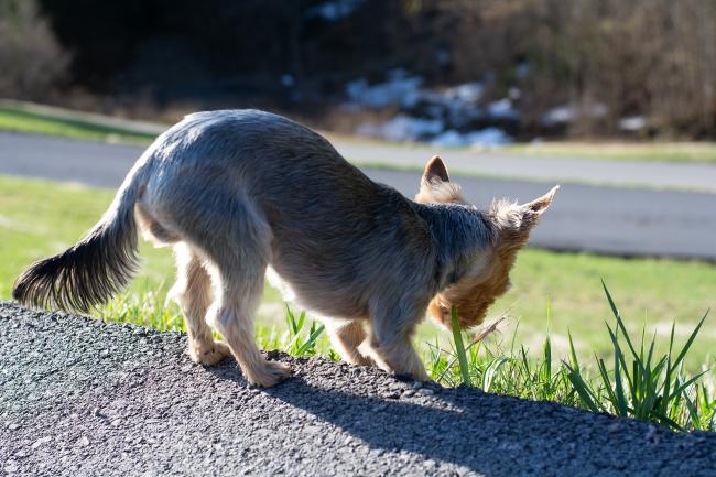 Dog eating grass