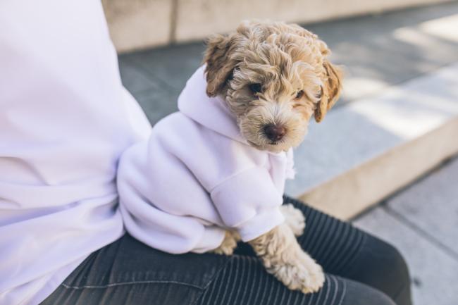 Spoodle in dog coat
