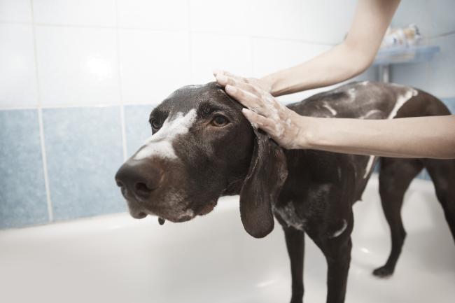 Hund mit Shampoo im Bad