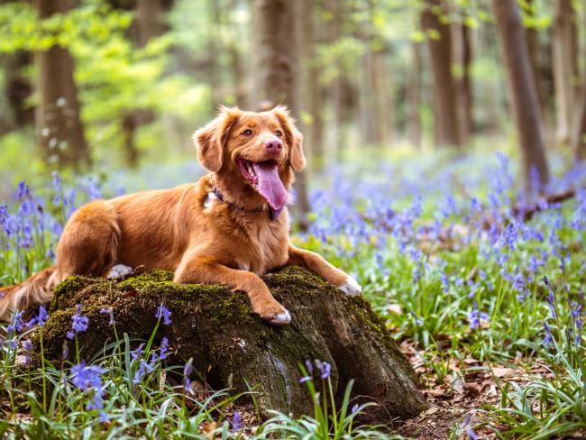 Toller dog on a with flowers