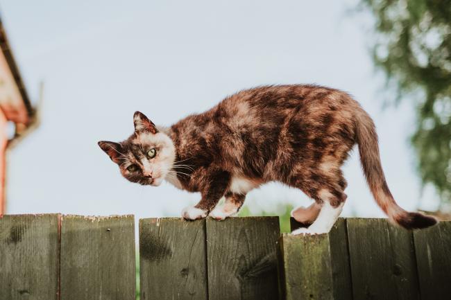 Cat escaping over fence