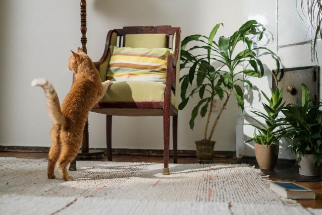 Cat in clean living room