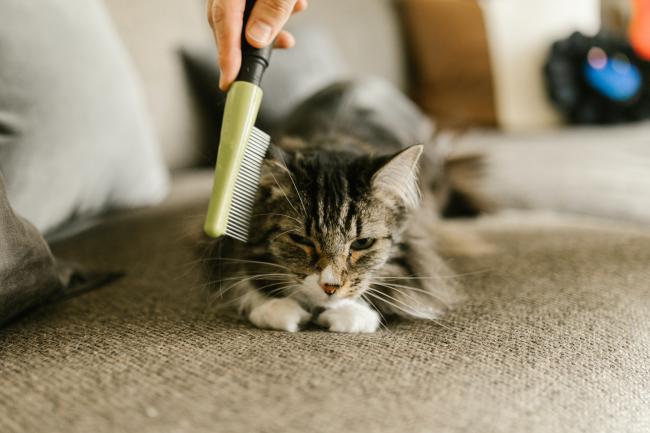 Pet sitter with grey tabby cat