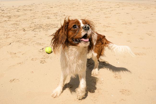 King Charles Cavalier playing on the beach