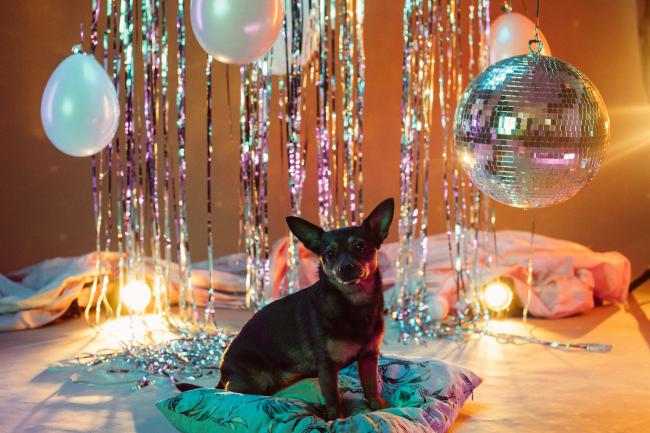 Dog party