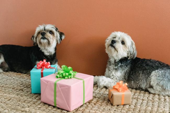 Dogs with gifts