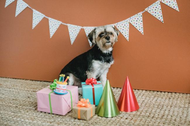 Dog party hats