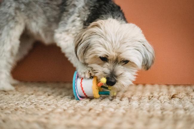 Dog eating cake