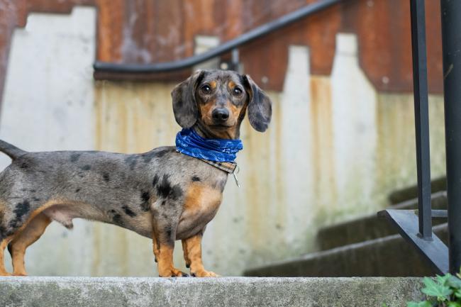 Grey Dachshund in blue scarf